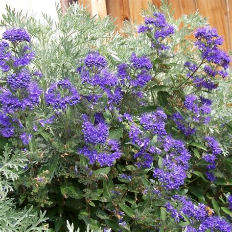 Caryopteris - planting, pruning, and advice on caring for it