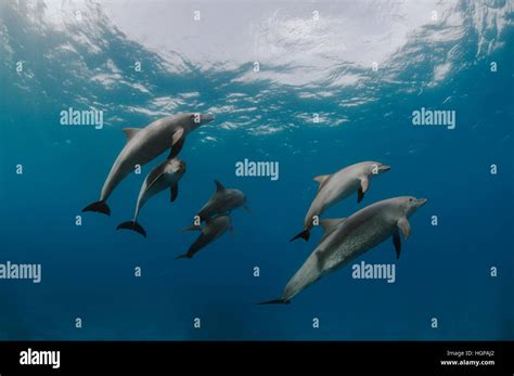 A family of wild Indo-Pacific bottlenose dolphins (Tursiops aduncus) swimming in the clear blue ...