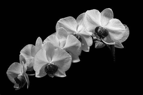 Black And White Orchid Photograph by Ben Carpenter - Fine Art America