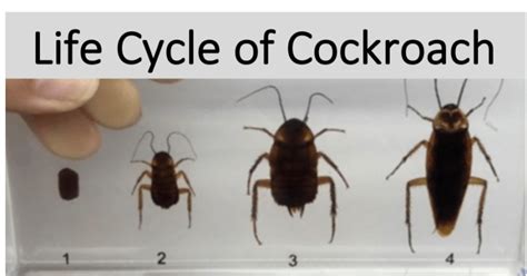 What Does a Baby Cockroach Look Like? Identify a Baby Cockroach