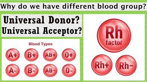 Understanding The Universal Donor Blood Group: O+ Or O-?