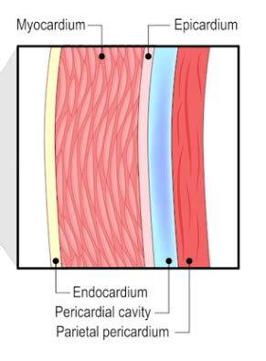 The Heart: Location, Layers & Chambers - Lesson | Study.com