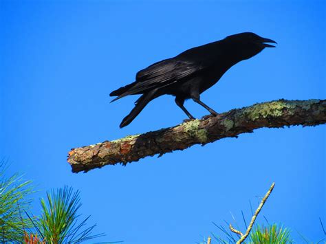 Sunday morning walk and a Cornell Lab Bird Count | by Dennett | Wildlife Trekker | Medium