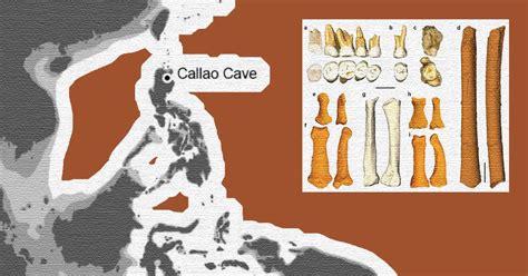 Homo luzonensis: Digging into the story of our fossilized ‘cousins’ - FlipScience - Top ...