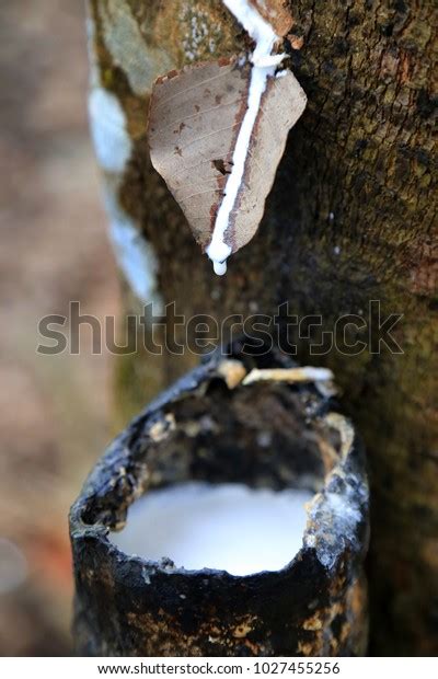 Rubber Tree Sap Stock Photo 1027455256 | Shutterstock