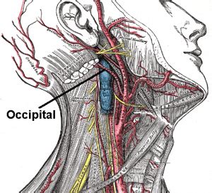 Occipital_artery | Regen Doctors