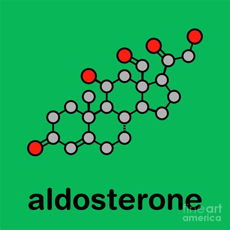 Aldosterone Mineralocorticoid Hormone Photograph by Molekuul/science ...