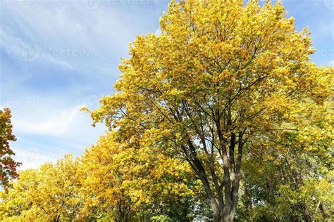 Maple Park in autumn 9410683 Stock Photo at Vecteezy