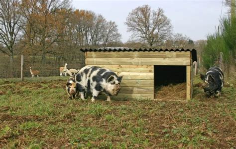 Click to Close | Pig pen, Pig farming, Livestock shelter