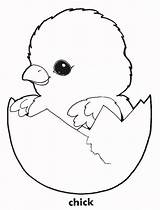 Free Printable Easter Chick Coloring Pages sketch template