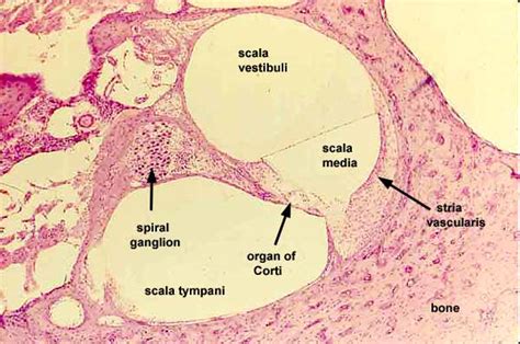 SIU SOM Histology SSB