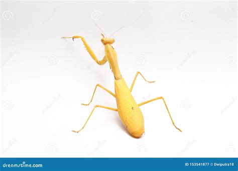 Yellow Praying Mantis On White Background Stock Image - Image of fauna, african: 153541877