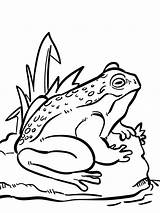 Toad coloring Pages sketch template