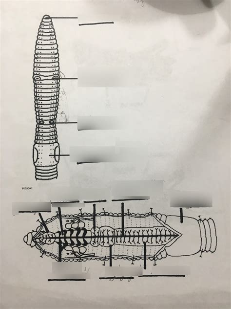 Worm dissection Diagram | Quizlet