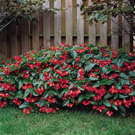 BEGONIA semperflorens DRAGON WING RED (PELLETS) - Muller Seeds