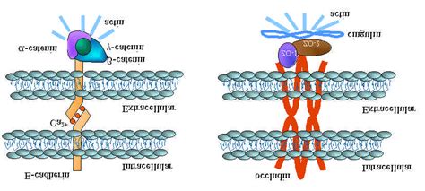 Molecular organization of the zonula adherens (left side) and zonula... | Download Scientific ...