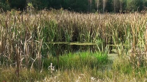 Pond Reeds Stock Footage Video (100% Royalty-free) 5038445 | Shutterstock