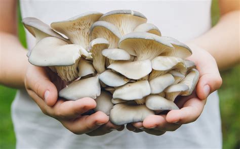 The Ultimate Guide to Blue Oyster Mushrooms | GroCycle