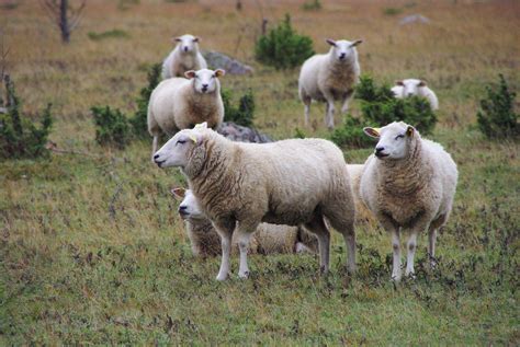 Poor dispersal destines many grassland species to dark diversity | Ecography