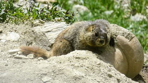 Desert Dabbler: Wildlife in Rocky Mountain National Park