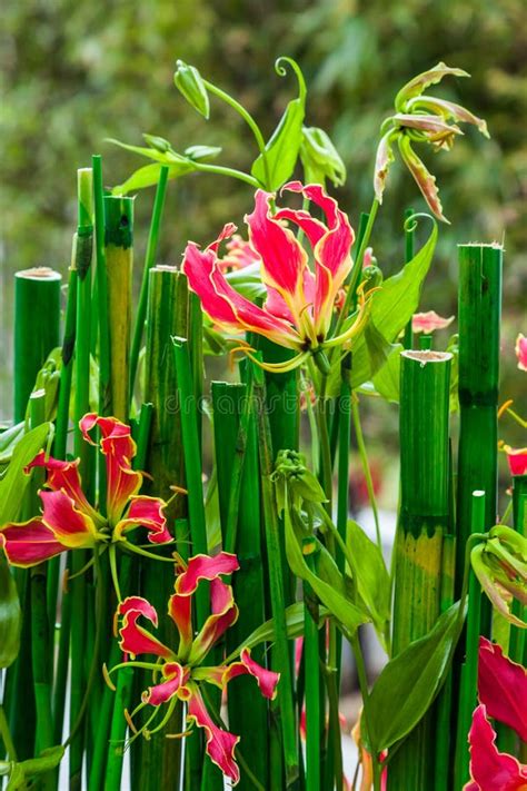 Flowering bamboo plant stock image. Image of branch, outdoor - 65717739