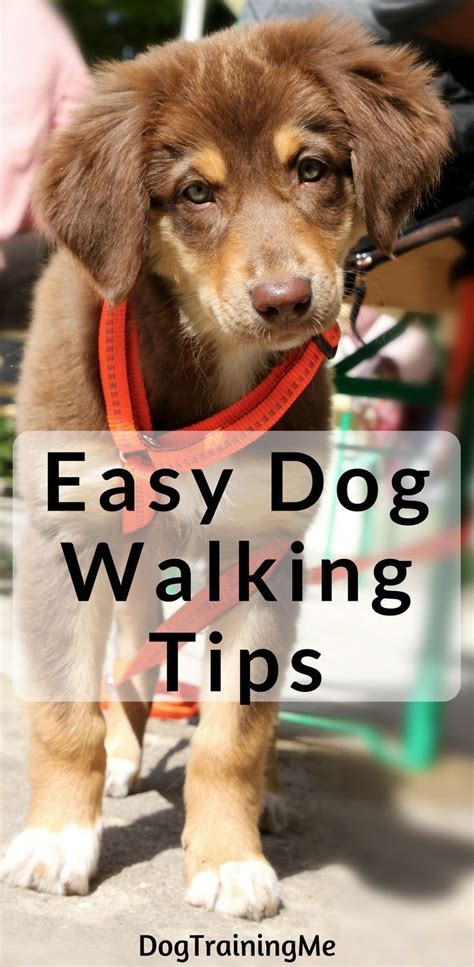 These easy dog walking tips will make your daily outing with your pup much more enjoyable. Find ...