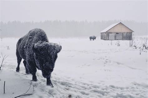 Premium Photo | Bison in the snowstorm