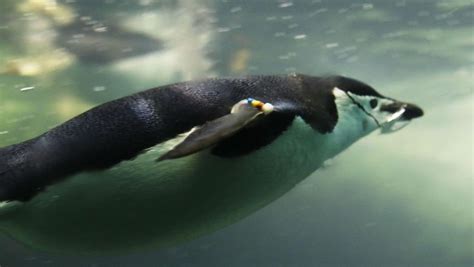 Ancient Giant Fossil of Penguin Found in New Zealand | 🔬 LatestLY