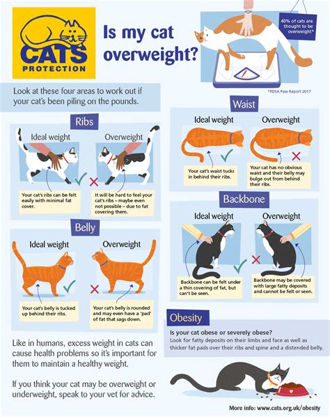 Cat Obesity | Help & Advice | Cats Protection