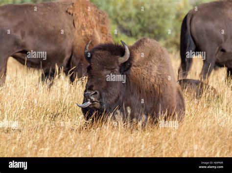 American bison at Grand Teton national park Stock Photo - Alamy