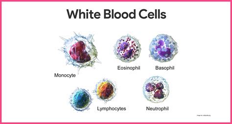 Free photo: White Blood Cells - Blood, Body, Cell - Free Download - Jooinn