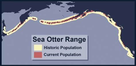 Pacific Sea Otter – "OCEAN TREASURES" Memorial Library