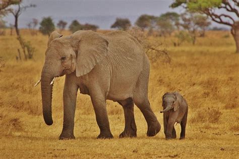 Photo gratuite: Bébés Éléphants - Image gratuite sur Pixabay - 278524