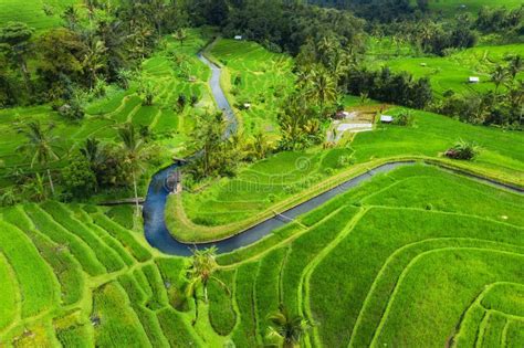 Aerial View of Rice Terraces. Landscape with Drone. Agricultural Landscape from the Air. Rice ...