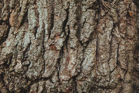 Free stock photo of bark, english oak, french oak