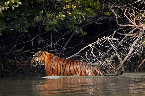 Enjoy Wild-Nature from Sundarban Tiger Roar Resort