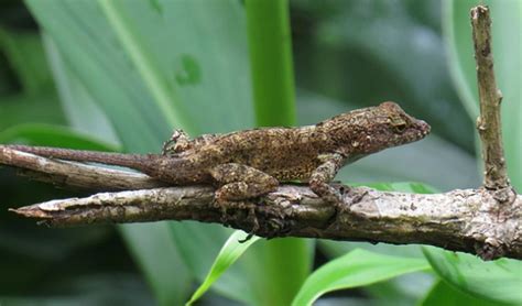 Urban lizards share genomic markers not found in forest-dwellers | NSF ...