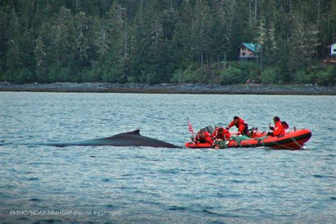 Stranding Response - Petersburg Marine Mammal Center