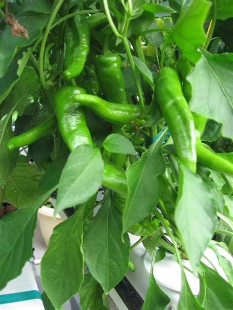 Growing Chillies - How To Grow Chili Peppers From Seed | Chilli plant, Growing peppers, Organic ...