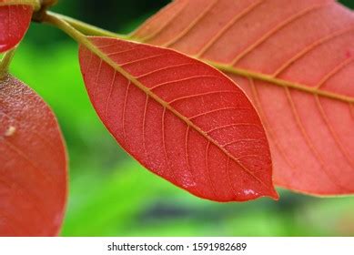 129 Mahua flowers Images, Stock Photos & Vectors | Shutterstock