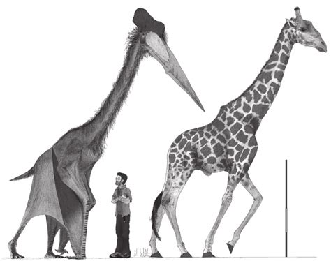 Quetzalcoatlus Size Comparison