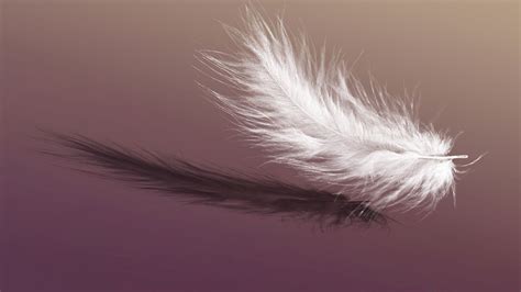 39 Feather Wallpapers HD Backgrounds Free Download - Baltana