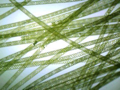 Spirogyra | Definition, Structure, Reproduction, & Facts | Britannica