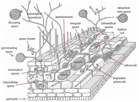 11 Schematic of an arbuscular mycorrhiza, showing the different ...