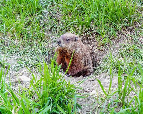 5 Cool Facts About Woodchucks – Georgia Wildlife Blog