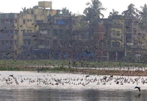 Migratory Birds Return To Kolkata’s Santragachi Lake After Citizen Led Clean-Up Drive | Swachh ...