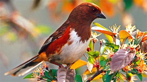 Brown White Red Bird Is Sitting On Leaf HD Birds Wallpapers | HD Wallpapers | ID #58779