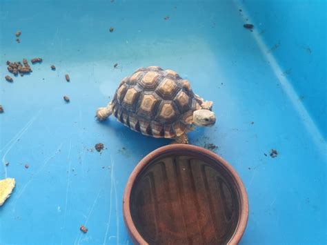 How Big Does a Sulcata Tortoise Get? Average Weight & Growth Chart | Hepper