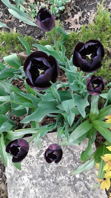 black tulips // garden flowers // garden ideas // #tulips #flowers // cool flowers // tulips ...