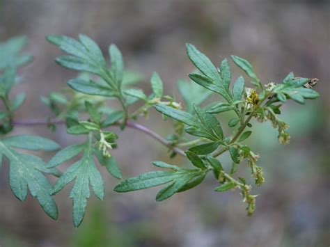 Is this mugwort? Or something else? | Identify that Plant